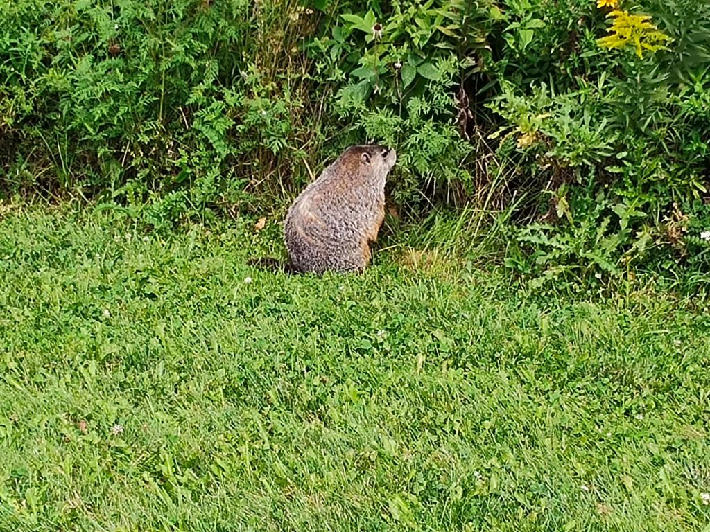 learn from nature: groundhog eating in the nature park
